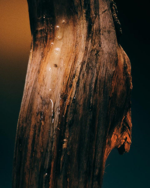 Oud, fir balsam & musk